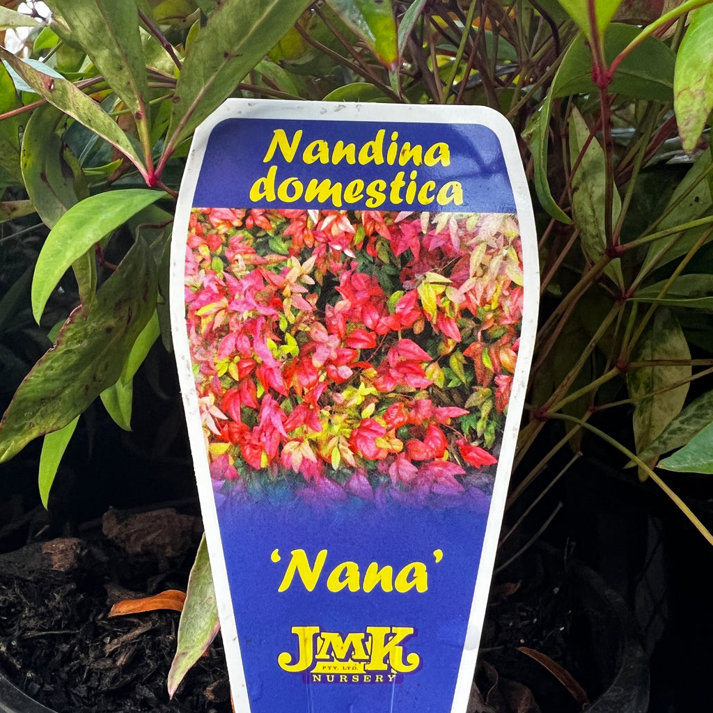 Nandina Domestica Nana - 14cm Pot