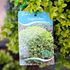 Buxus English Box - 14cm Pot