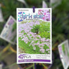 Tulbaghia Dark Star - 14cm Pot