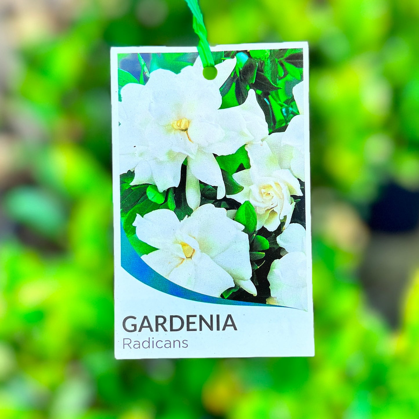 Gardenia Radicans - 20cm Pot