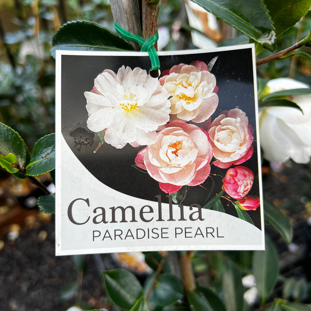 Camellia Paradise Pearl - 20cm Pot