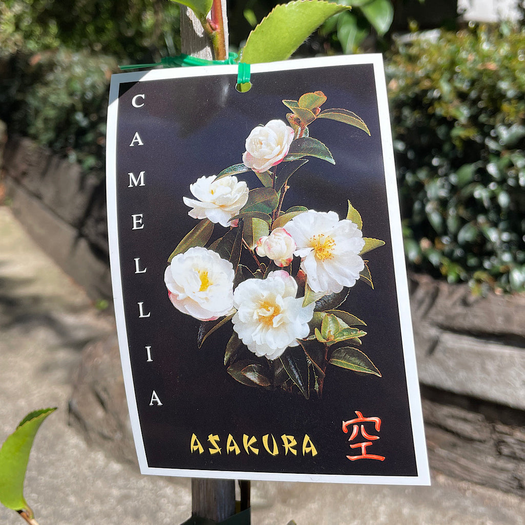 Camellia Asakura - 20cm Pot