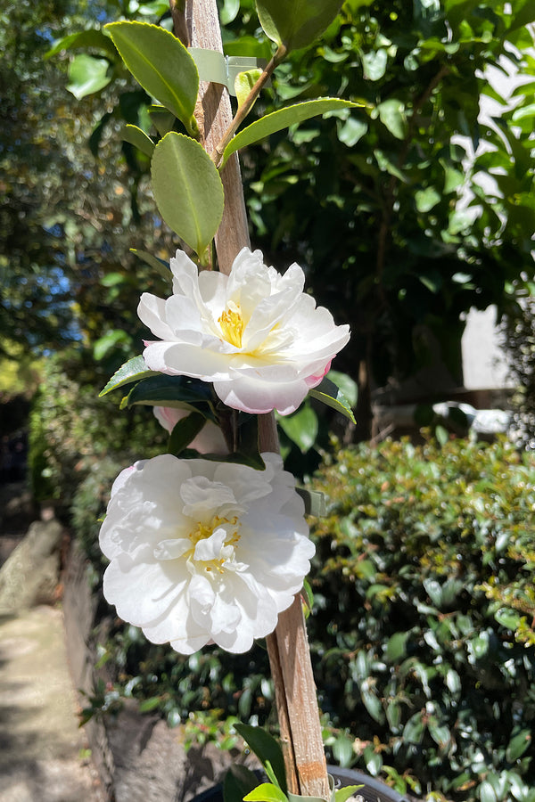 Camellia Asakura - 20cm Pot