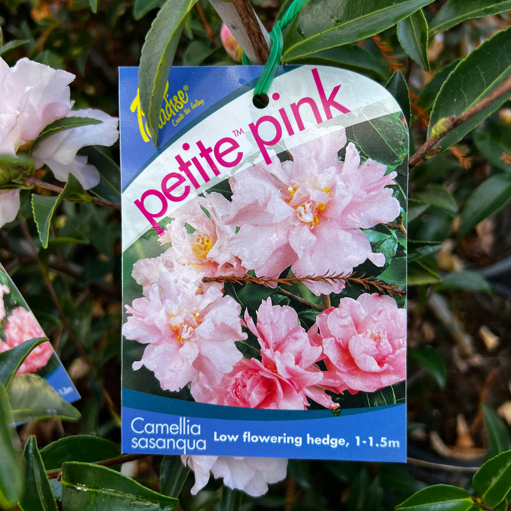 Camellia Petite Pink - 18cm Pot