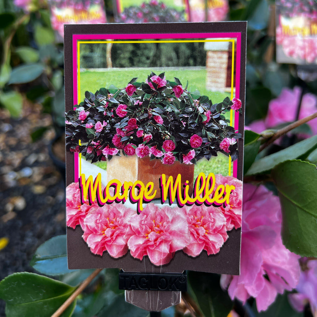 Camellia Marge Miller - 18cm Pot