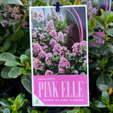Escallonia Pink Elle - 14cm Pot