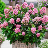 Escallonia Pink Elle - 14cm Pot