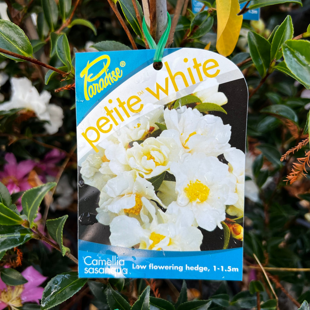 Camellia Petite White - 18cm Pot
