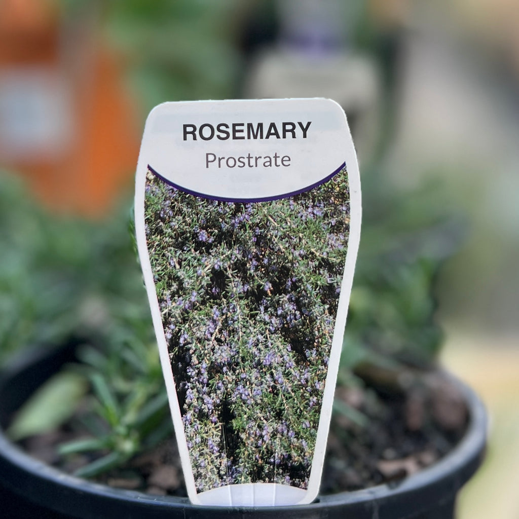 Rosemary Prostratus - 14cm Pot