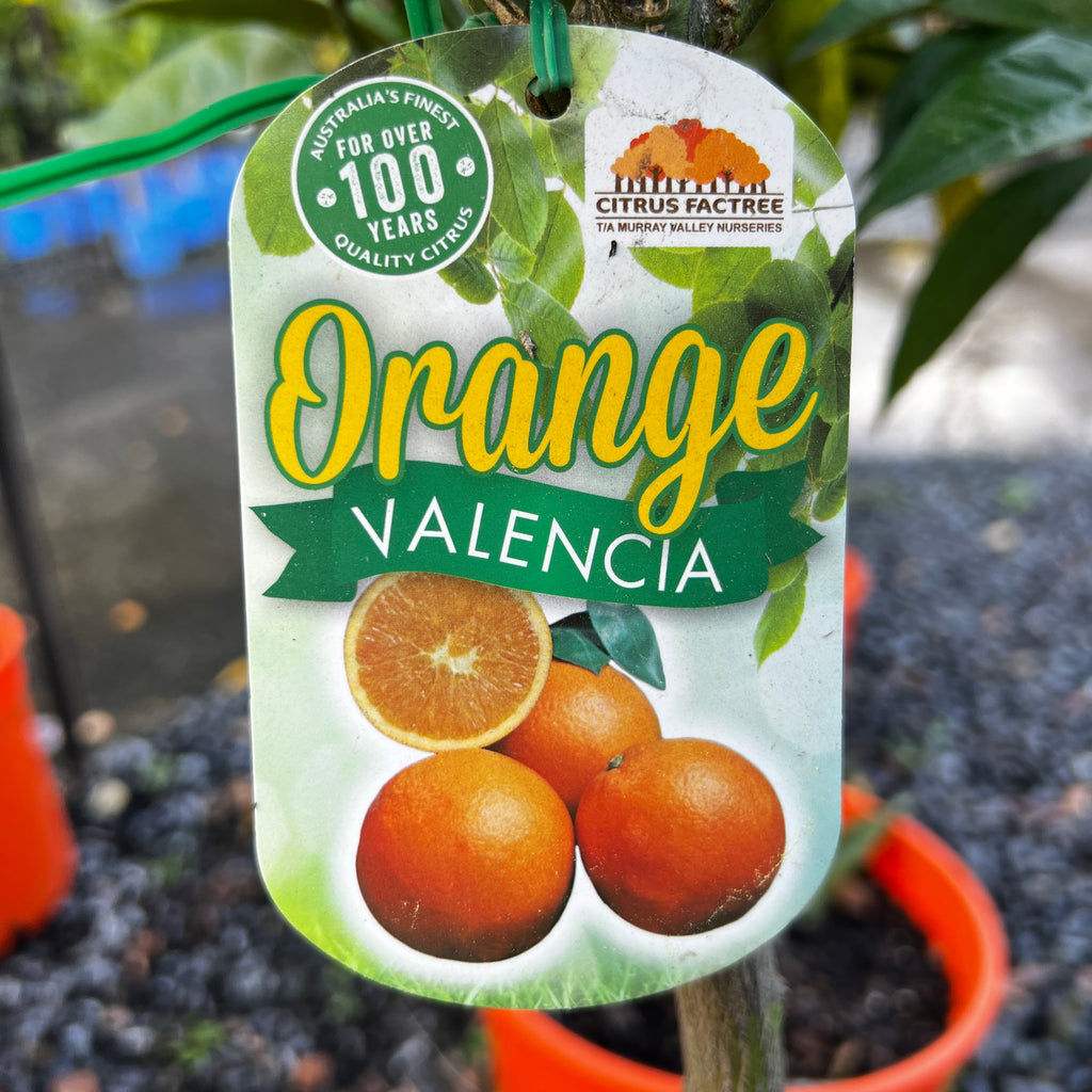 Orange Valencia - 25cm Pot