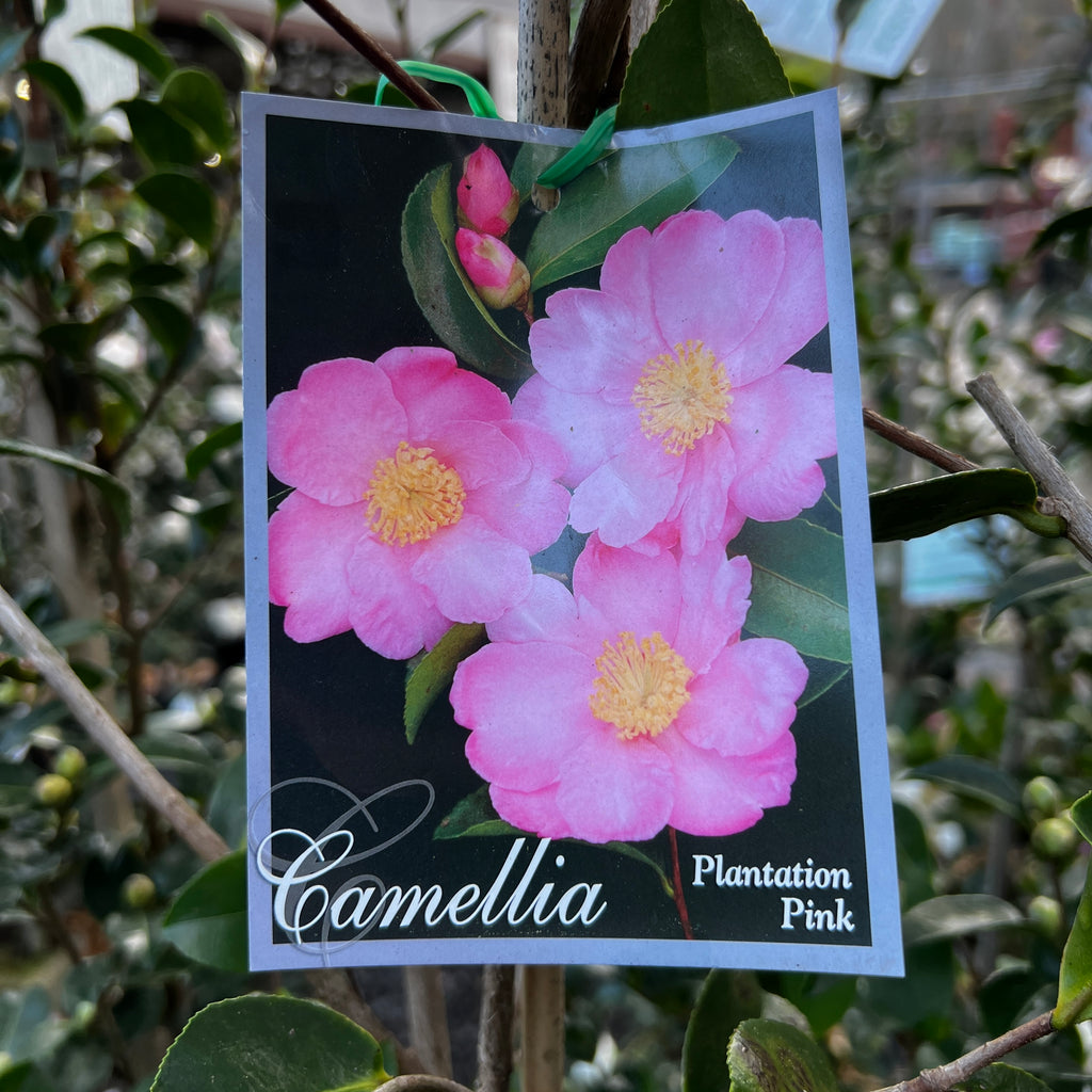 Camellia Plantation Pink - 20cm Pot