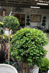 Buxus Standard - 33cm Pot