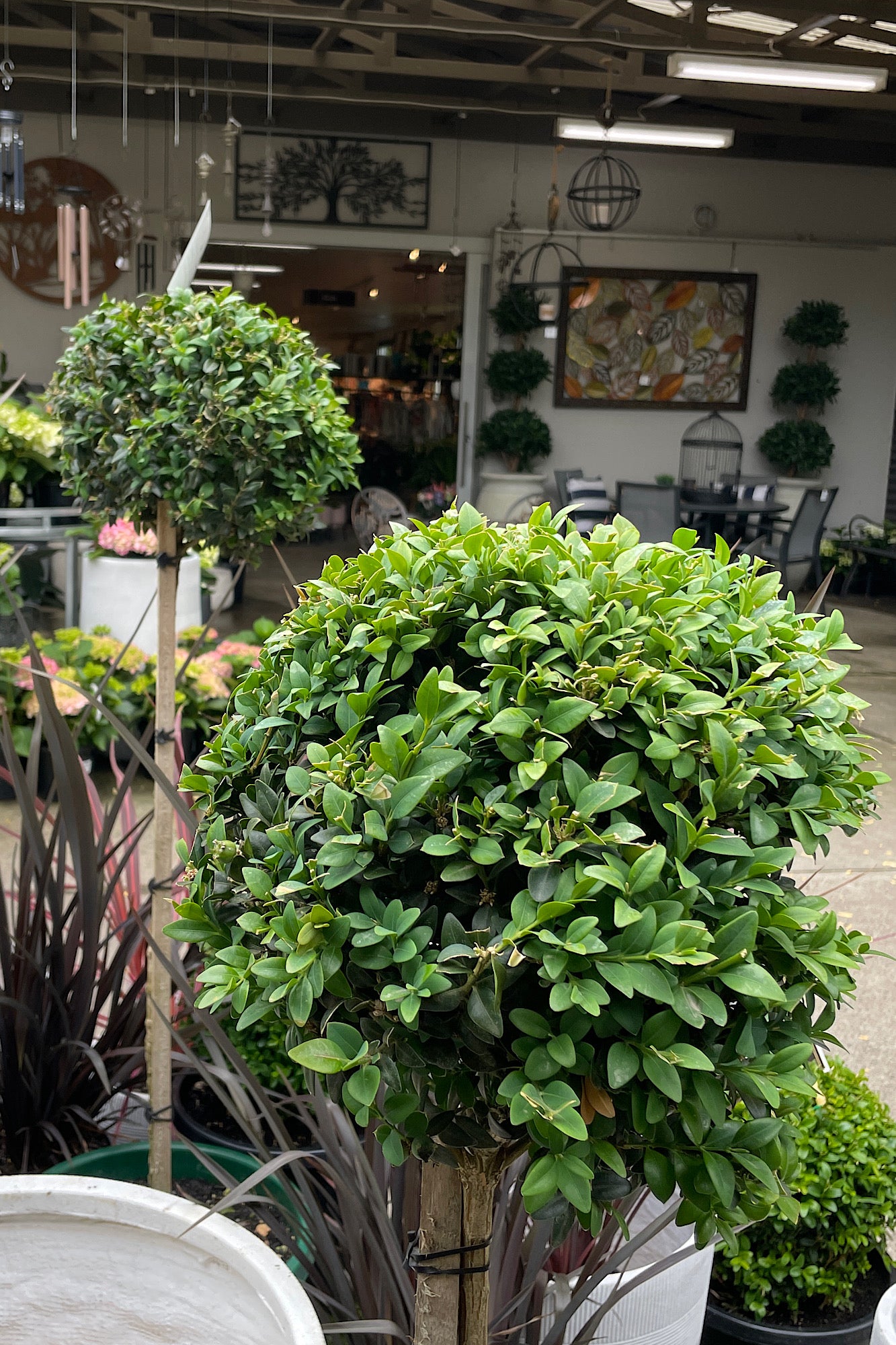 Buxus Standard - 33cm Pot