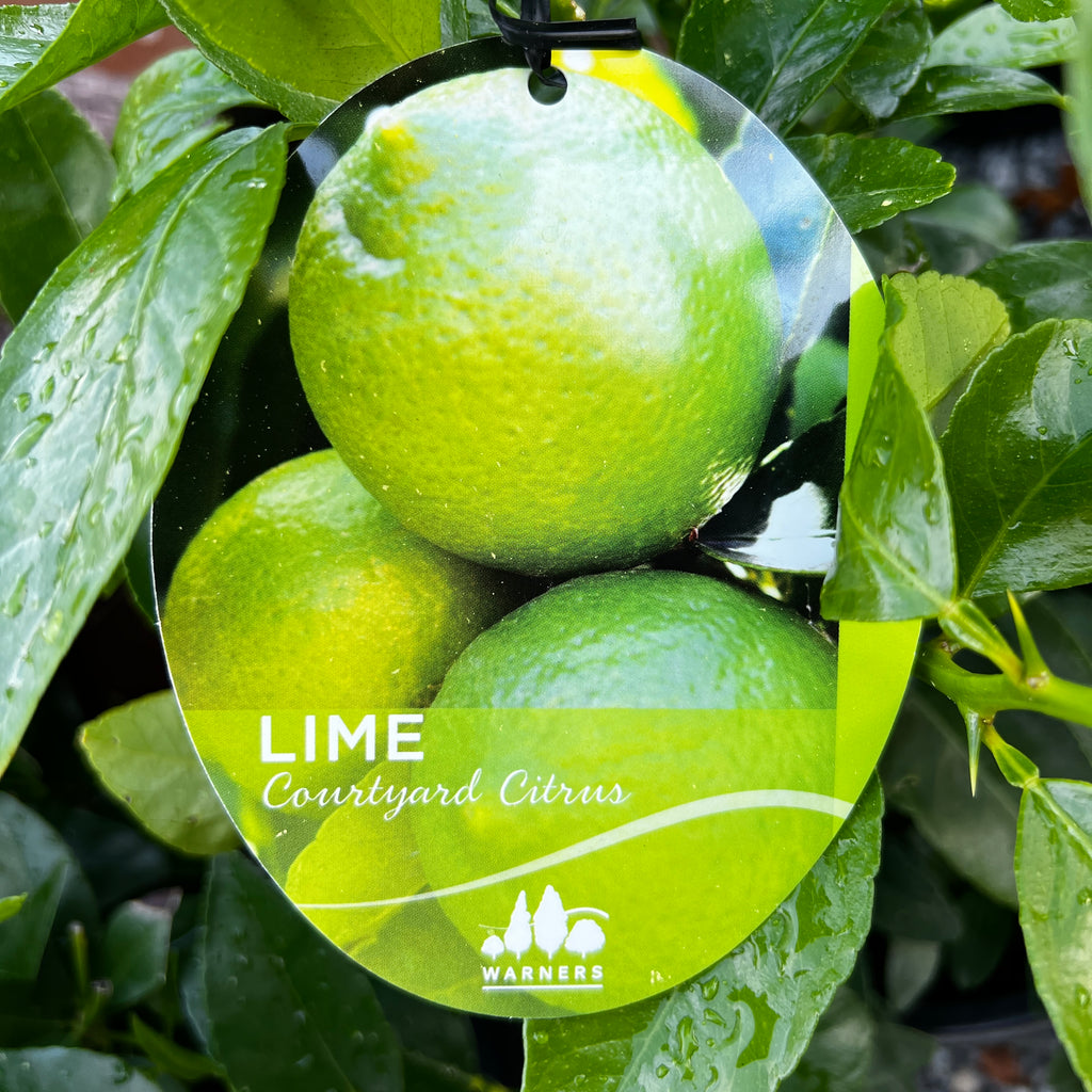 Lime Courtyard - 25cm Pot