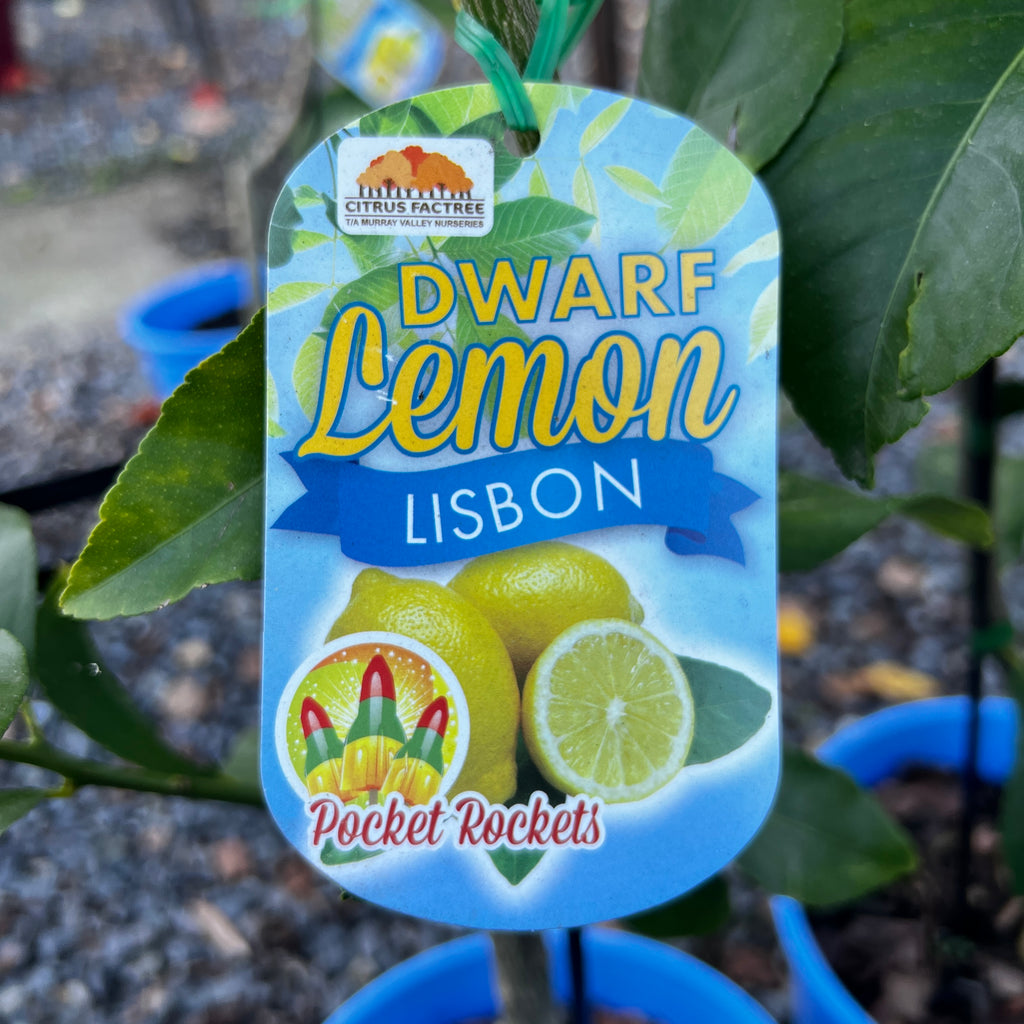 Lemon Lisbon Dwarf - 20cm Pot