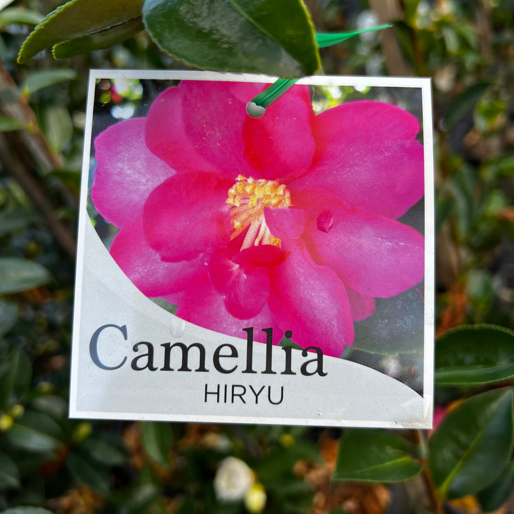 Camellia Hiryu - 20cm Pot
