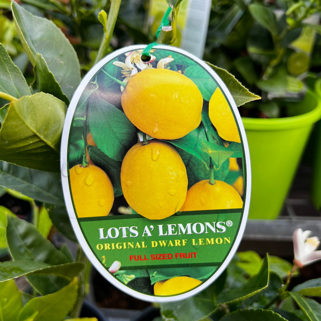Lots A Lemons - 18cm Pot