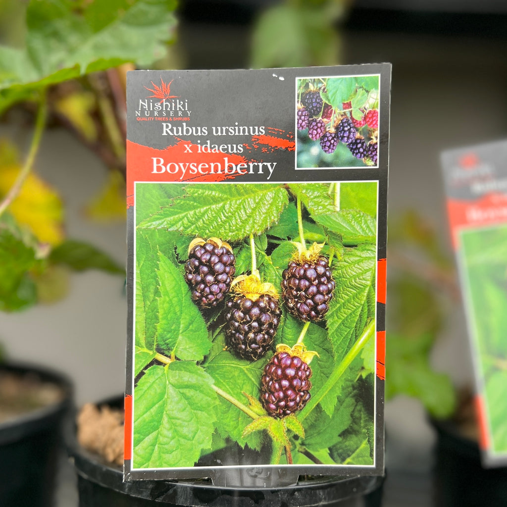 Boysenberry - 15cm Pot