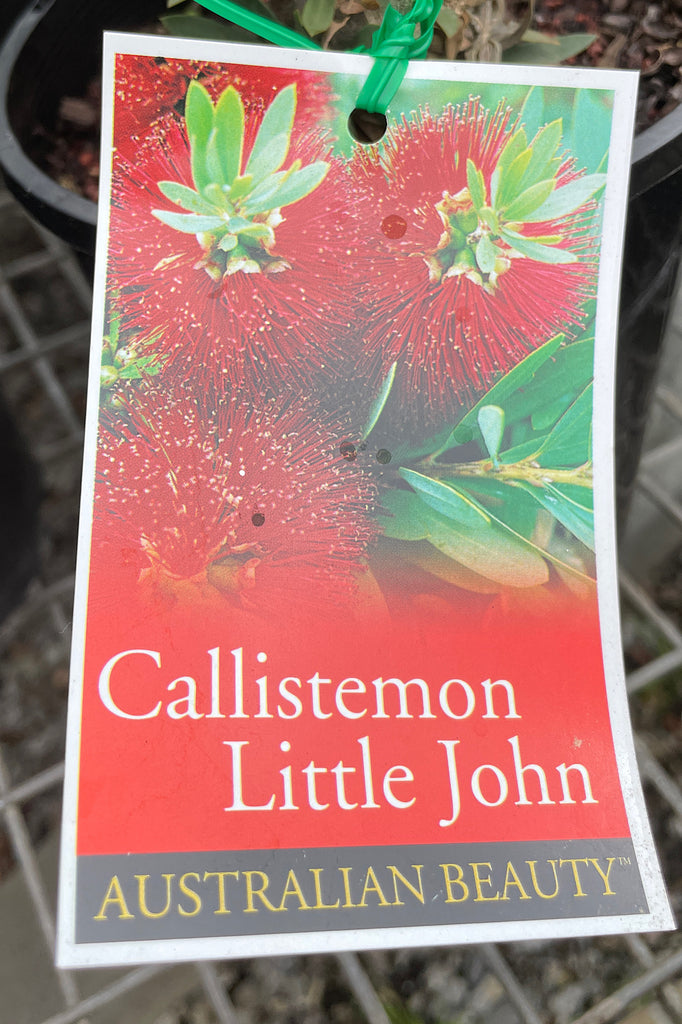 Callistemon Little John - 14cm Pot