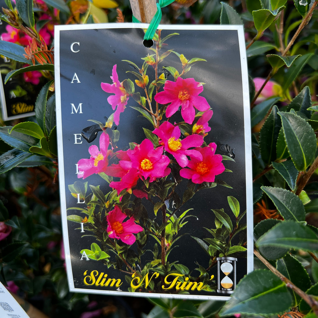 Camellia Slim N Trim - 18cm Pot