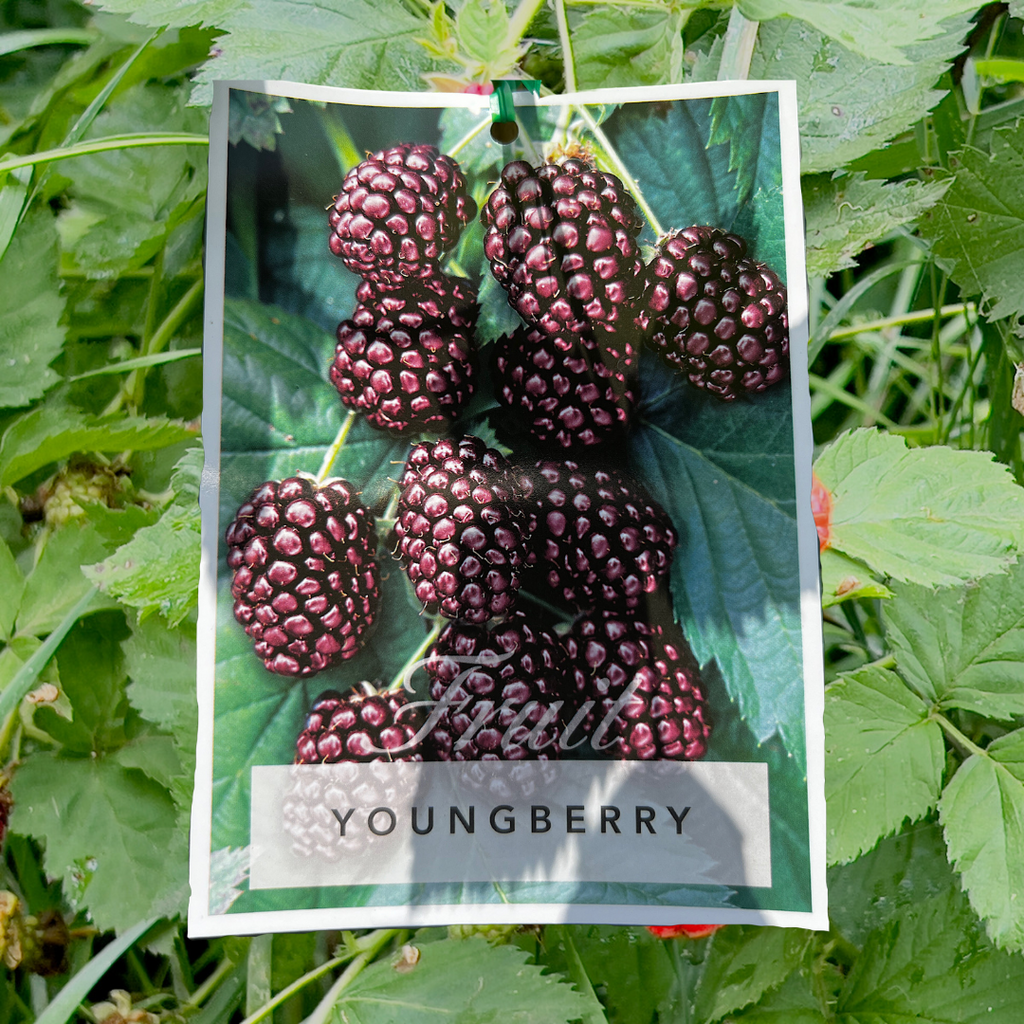 Youngberry - 15cm Pot