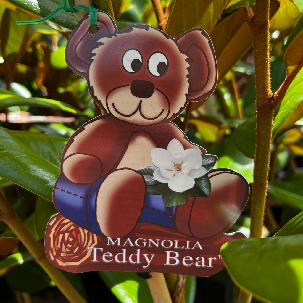 Magnolia Teddy Bear - 25cm Pot