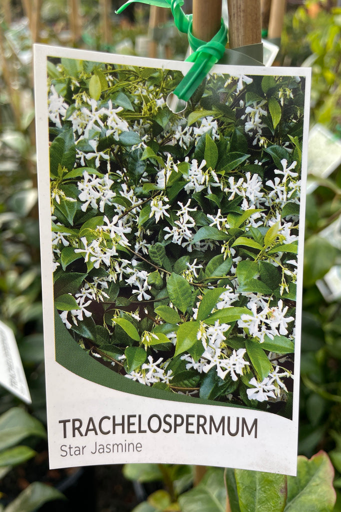 Trachelospermum Jasminoides - 14cm Pot