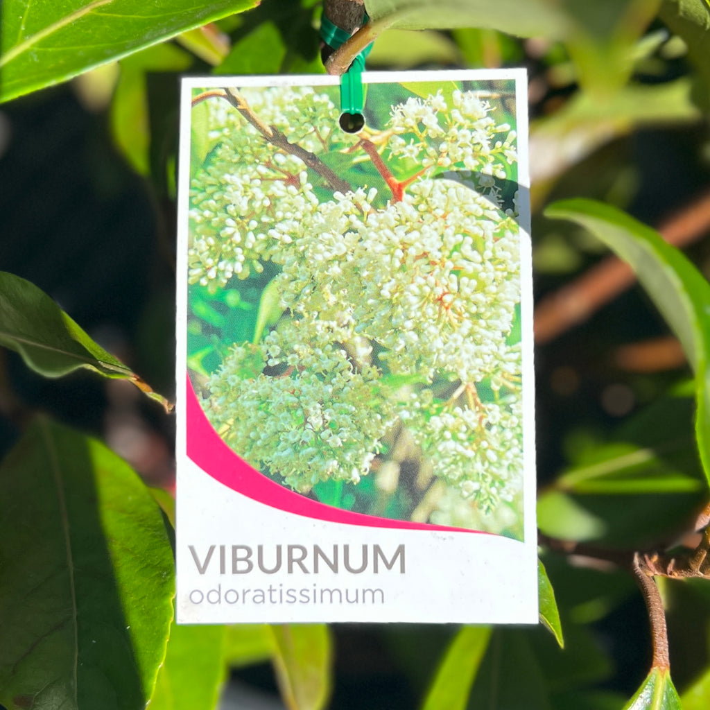 Viburnum Odoratissimum - 20cm Pot