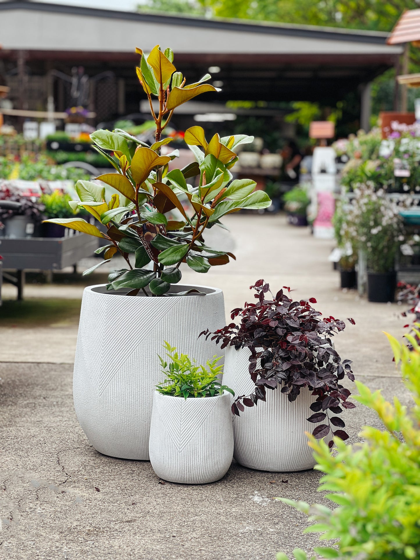 Loropetalum Plum Gorgeous - 30cm Pot