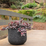 Loropetalum Plum Gorgeous - 30cm Pot