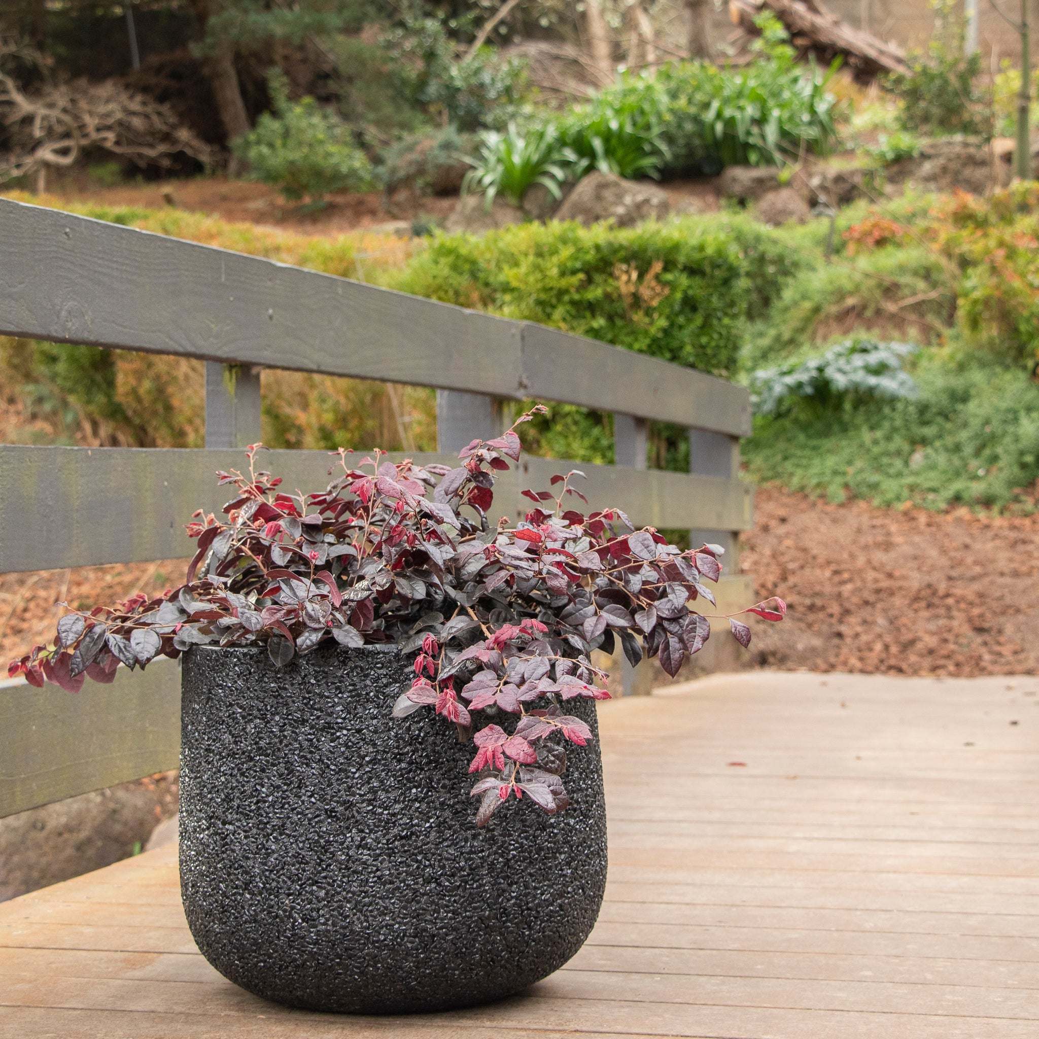 Loropetalum Plum Gorgeous - 30cm Pot