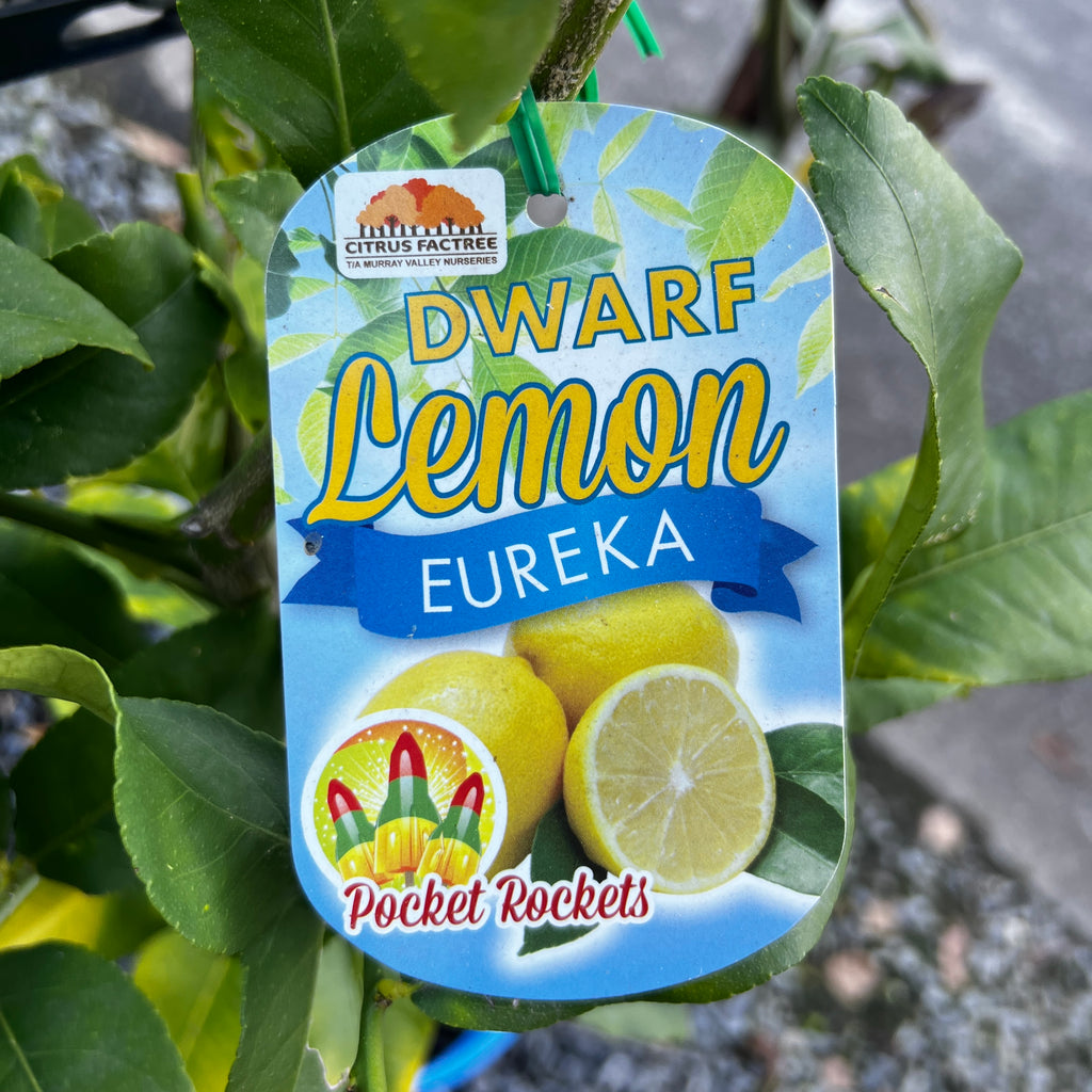Lemon Eureka Dwarf - 20cm Pot