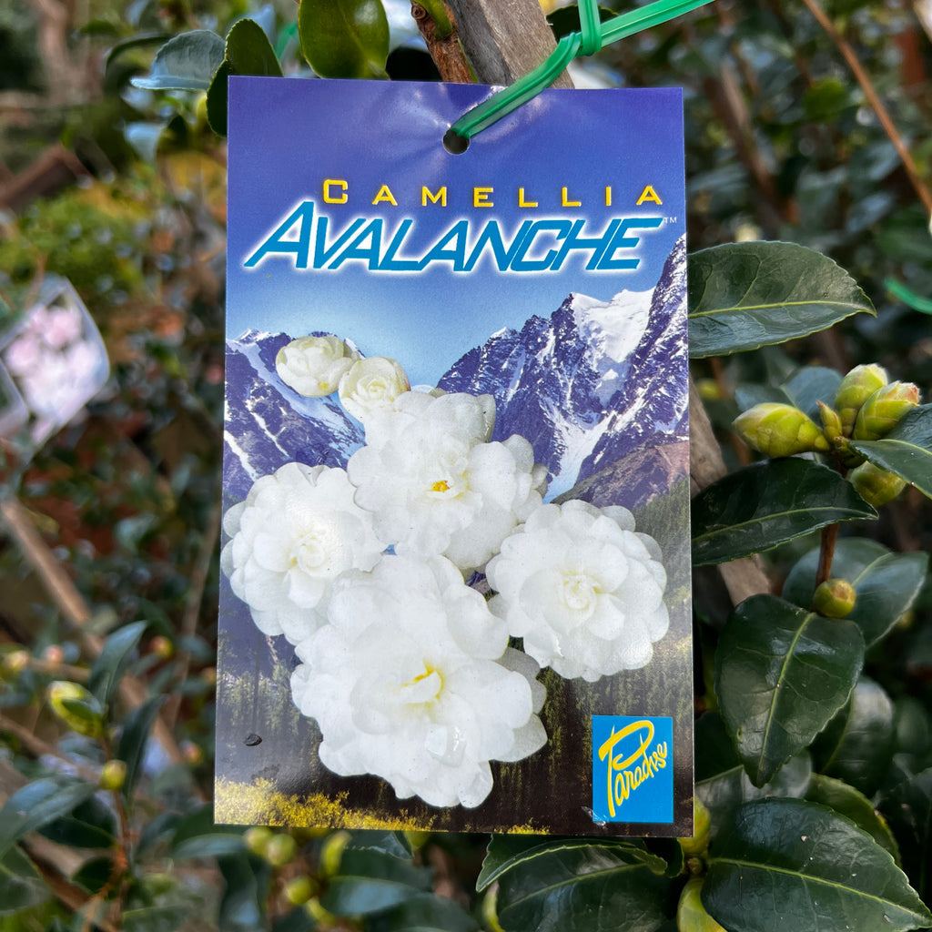 Camellia Avalanche - 18cm Pot