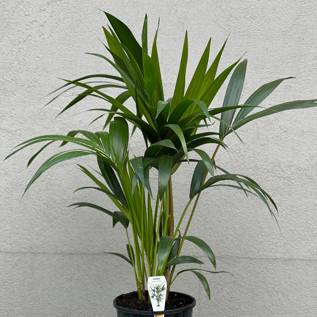 Kentia Palm - 20cm Pot