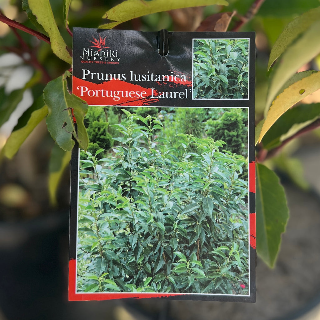 Prunus Lusitanica Portuguese Laurel - 20cm Pot