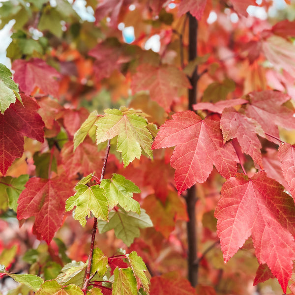 Acer Rubrum Autumn Red Size 1