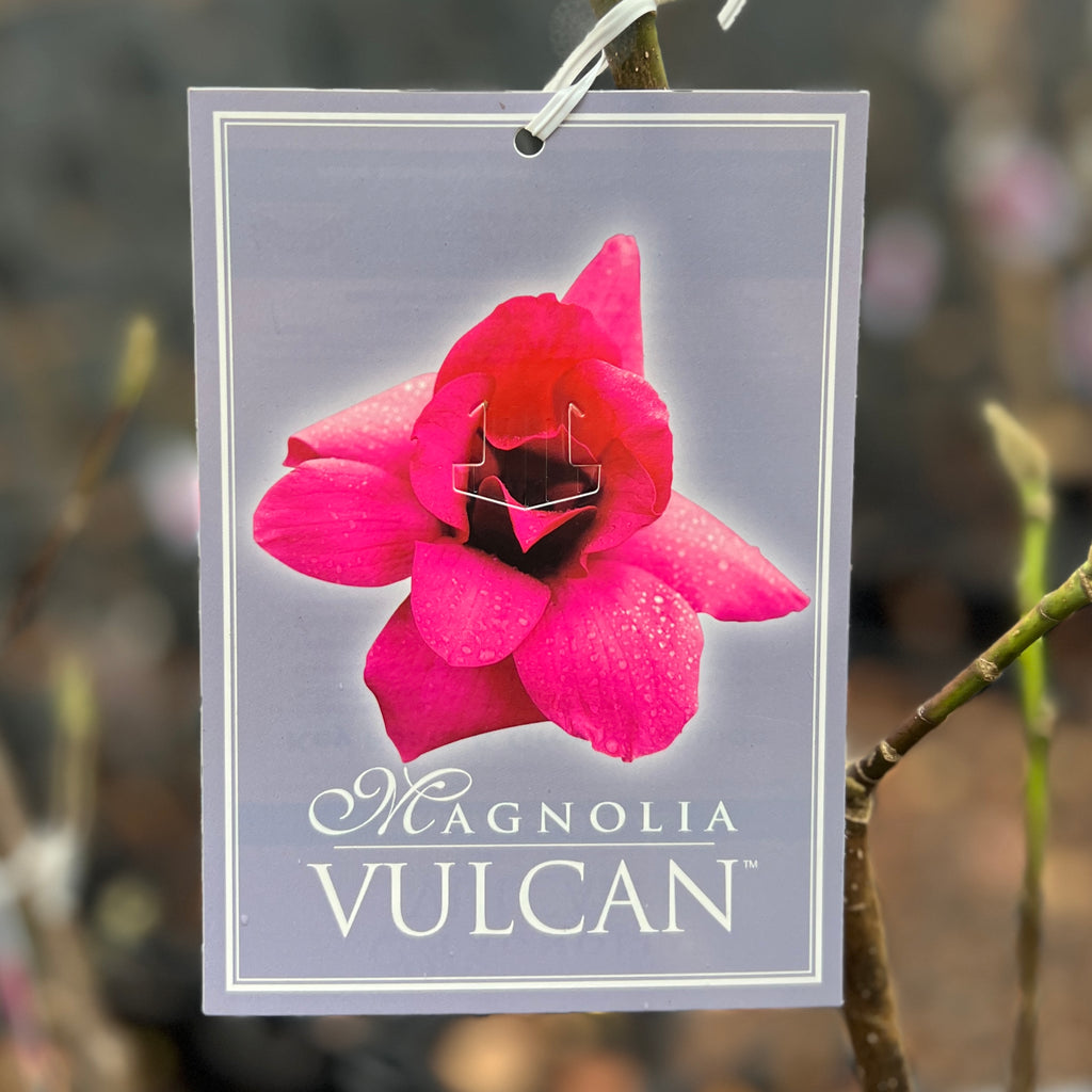 Magnolia Vulcan