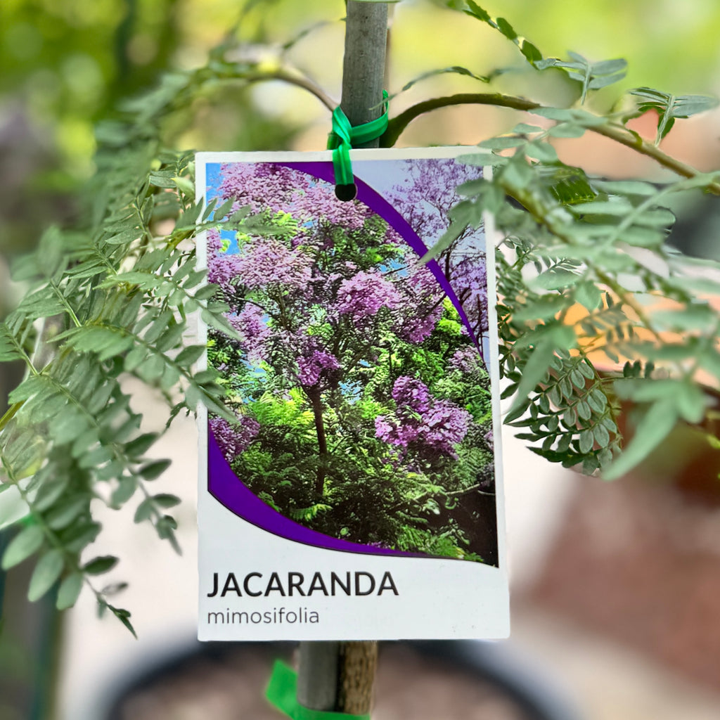 Jacaranda Mimosifolia - 20cm Pot