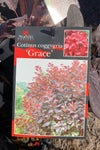 Cotinus Grace Smokebush - 20cm Pot