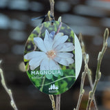 Magnolia Stellata - star flower detail