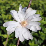 Magnolia Stellata star magnolia 25cm pot