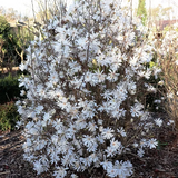 Magnolia Stellata - full plant
