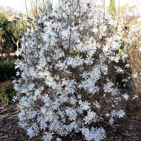 Magnolia Stellata - full plant
