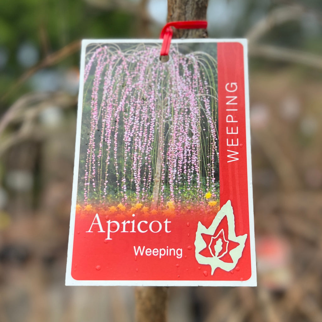 Weeping Apricot