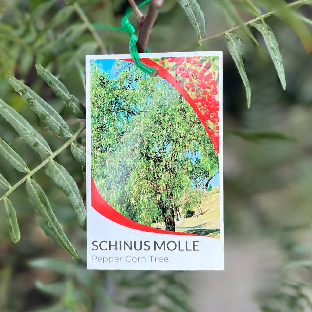 Schinus Molle - 20cm Pot