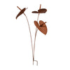 Anthurium Stake