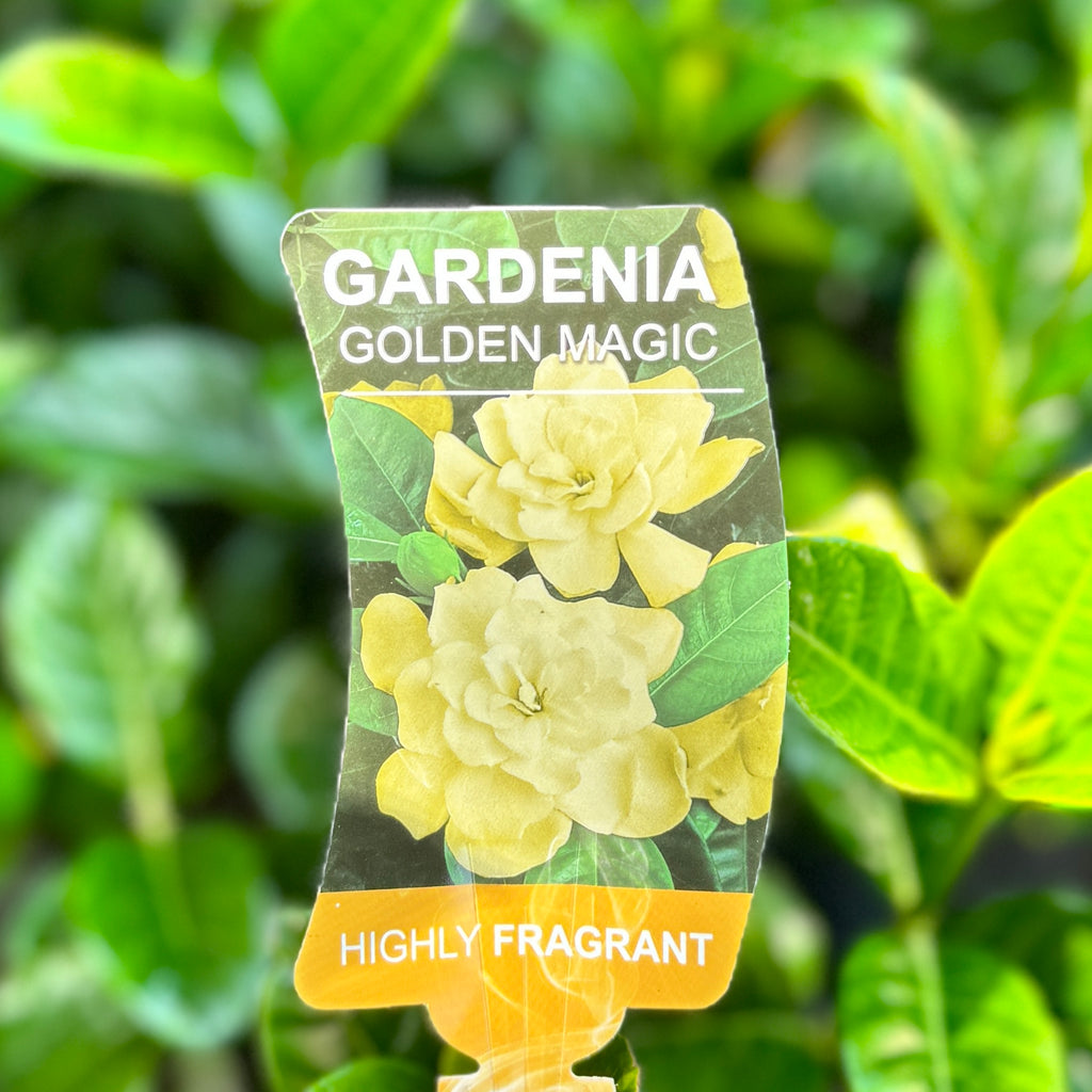 Gardenia Golden Magic - 20cm Pot