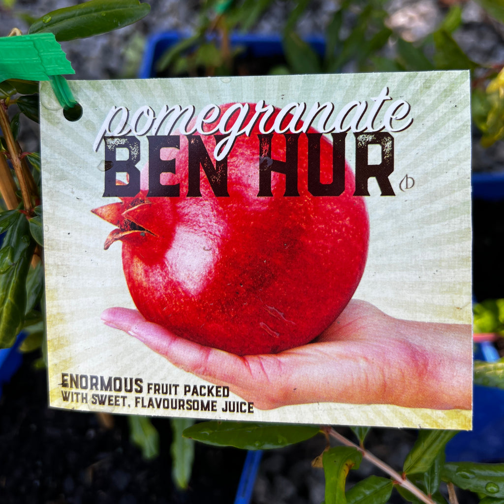 Pomegranate Ben Hur - 15cm Pot
