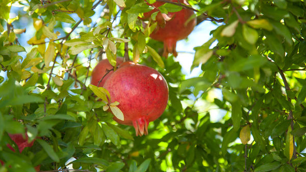 Pomegranate Ben Hur - 15cm Pot