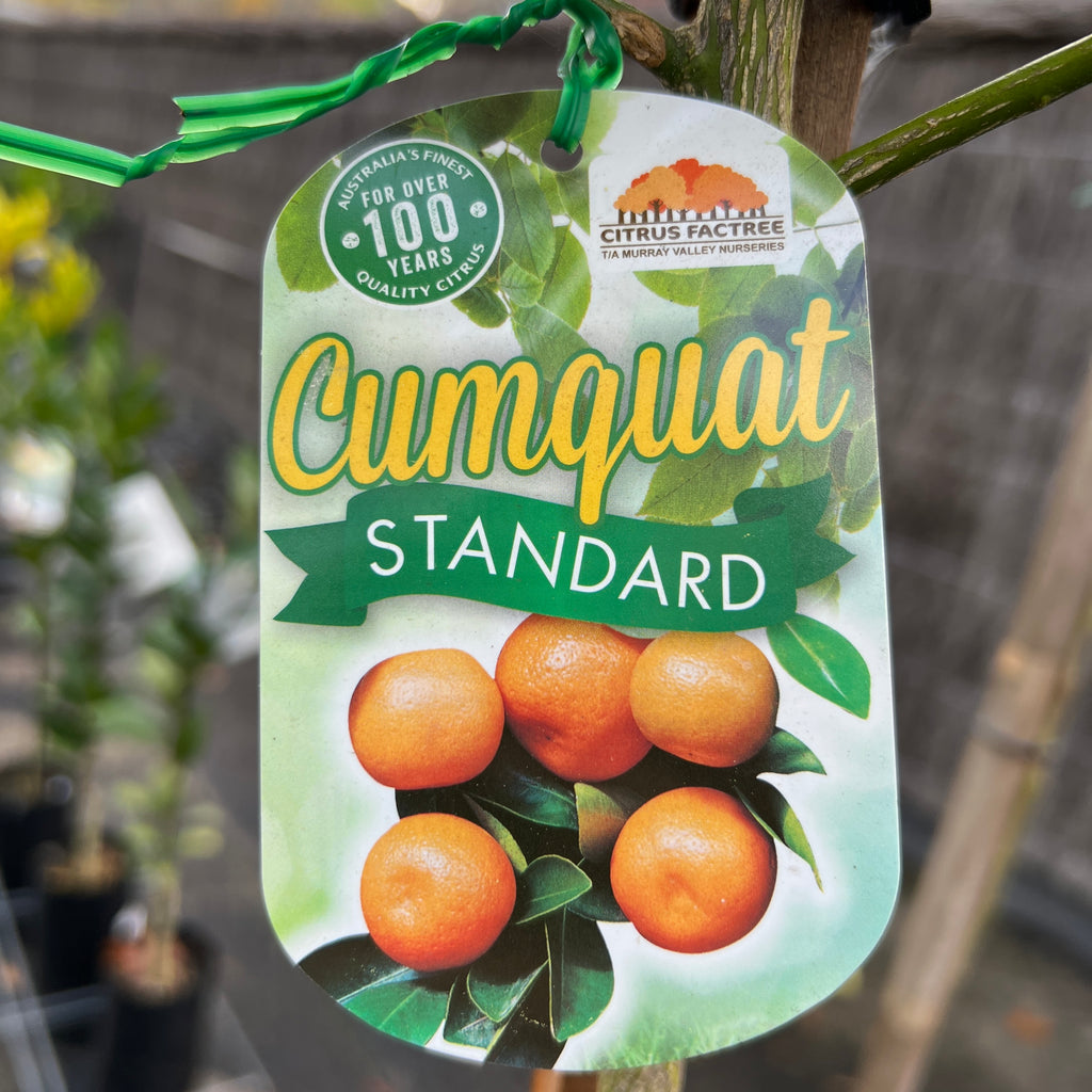 Cumquat Green Standard - 25cm Pot